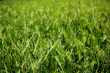 Rice field