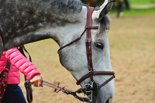 t&ecirc;te de cheval