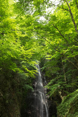 滝と新緑（東京奥多摩の百尋の滝）