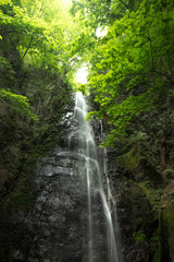 Fototapeta na wymiar 滝と新緑（東京奥多摩の百尋の滝）