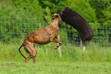 spielender Galgo