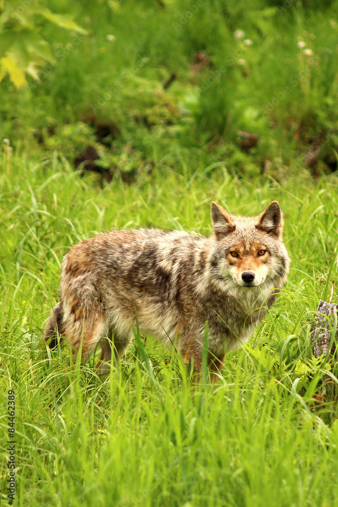 Wall mural coyote in the wilderness