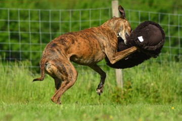 spielender Galgo