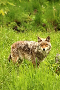 Fototapeta Coyote in the wilderness