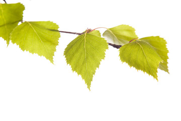 Birch branch