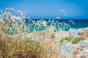 Wild wheat on the sea coast