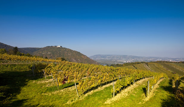 View on the Leopoldsberg Church and the Danube from a Viennese wine yard