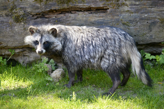 Raccoon dog on grass