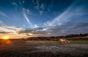 Horse walking in a field towards a sunset