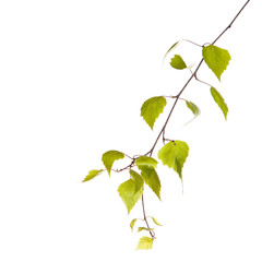 Birch branch