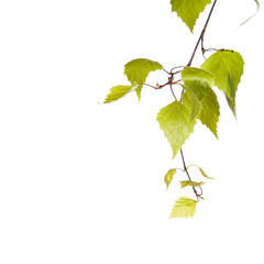 Birch branch