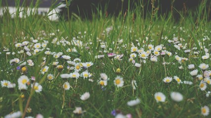 Gänseblümchen auf einer Wiese © thenohname