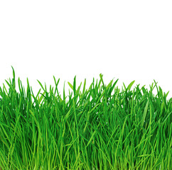 Green grass