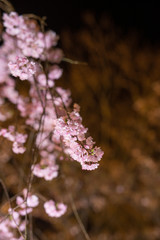 満開の夜桜
