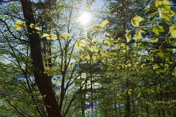 Obraz premium Spring in the Forest / forest in spring