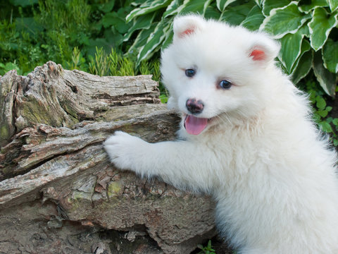 Huskimo Puppy
