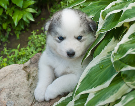 Huskimo Puppy