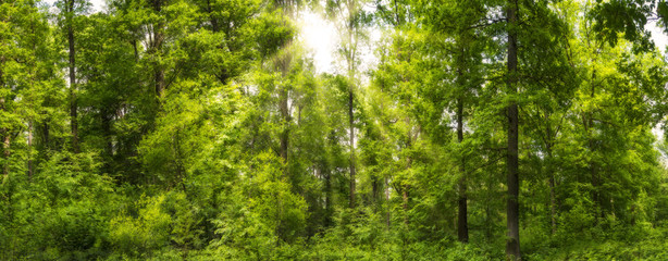Fototapeta na wymiar Waldpanorama im Frühling mit Sonnenstrahlen