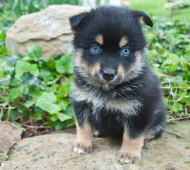 pomsky Puppy