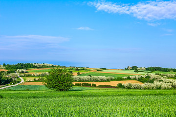 Fototapeta premium Green grain at hilly landscape