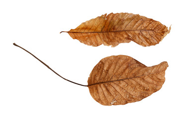 Two different dry leaves isolated on white background