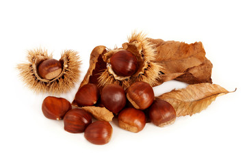 Group of chestnuts, dried leaves and husk open arranged on white background