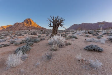 Dead Quiver Tree