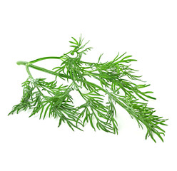 dill isolated on white background