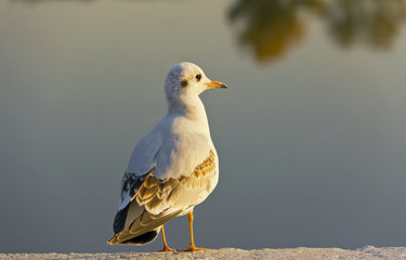  	  Seagull on the waterfront looking at the setting sun.