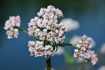 Echter Baldrian in Blüte 