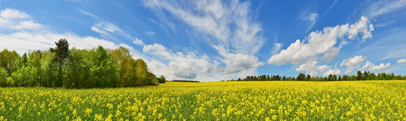 Crédence de cuisine en verre imprimé Campagne Flower field panorama