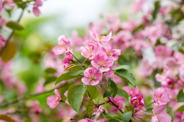 Fototapeta na wymiar pink apple flowers with pink background