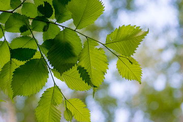 Obraz premium leaves of alder