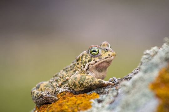 Close up view of the  natterjack toad (Epidalea calamita) in nature.