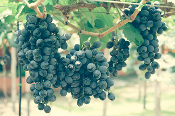 grapes with retro filter effect