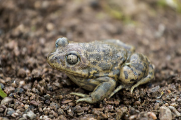 Obraz premium Close up view of the Iberian spadefoot toad (Pelobates cultripes) in nature.