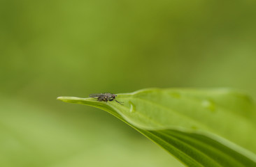Fliege im Grünen