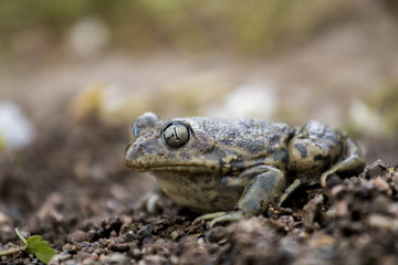 Fototapeta premium Close up view of the Iberian spadefoot toad (Pelobates cultripes) in nature.