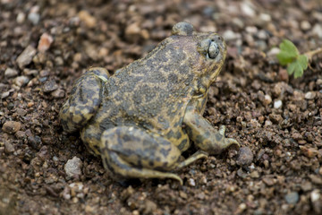 Obraz premium Close up view of the Iberian spadefoot toad (Pelobates cultripes) in nature.