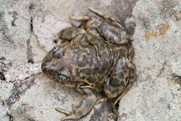 Obraz premium Close up view of the Iberian spadefoot toad (Pelobates cultripes) in nature.
