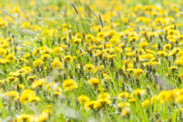 Fototapeta premium Dandelions in springtime in Finland
