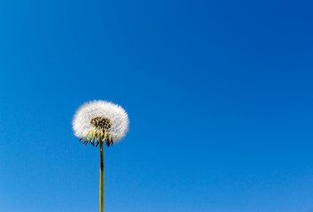 Fototapeta premium Blue Sky and Dandelion Seed Head