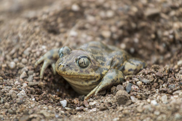 Obraz premium Close up view of the Iberian spadefoot toad (Pelobates cultripes) in nature.