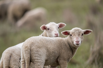 Obraz premium View of two lonely baby lambs in nature.