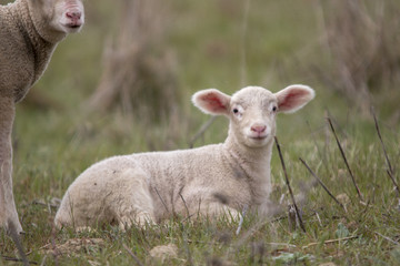 View of a lonely baby lamb in nature.