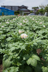 ジャガイモの花