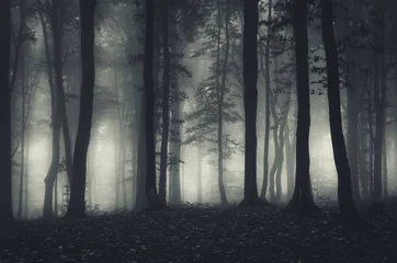 Deurstickers donker boslandschap & 39 s nachts © andreiuc88