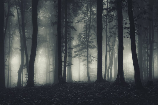 Fototapeta dark forest landscape at night