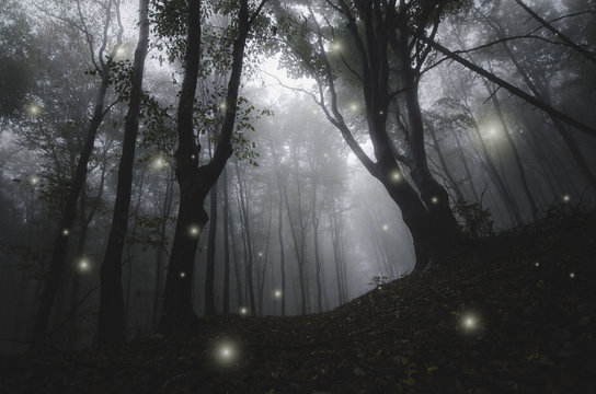 Fototapeta mysterious magical lights sparkling in fantasy forest at night