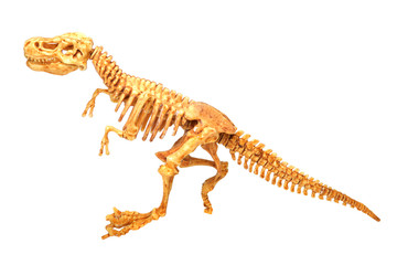 T-Rex dinosaur skeleton white